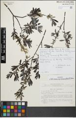 Foto von Salix repens subsp. rosmarinifolia (L.) Andersson